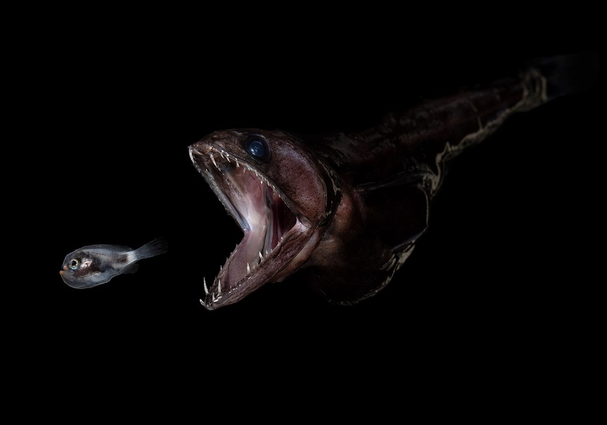 Black-swalloer-and-larval-anglerfish