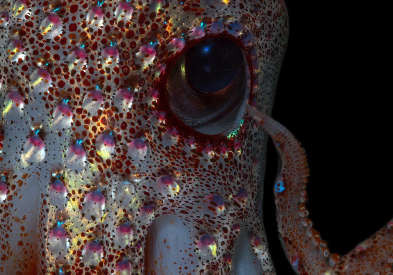 close up of strawberry squid eye